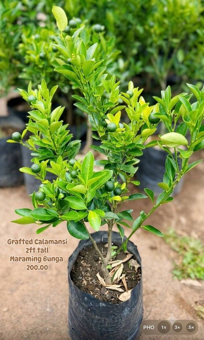 Grafted Calamansi 2ft Maraming Bunga (Category: Plants & Seeds) located in Paranaque City. Submitted by mherz_ariel (Listing ID 1463745296, Image 1). Description: .
