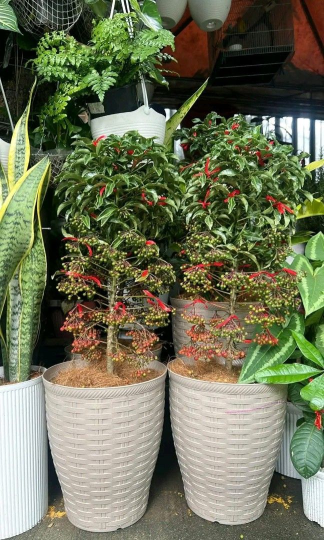 Indoor plants (Category: Gardening Tools & Ornaments) located in Quezon City. Submitted by cjpadilla (Listing ID 1463858638, Image 1). Description: .