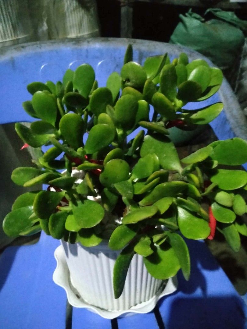 Lucky Jade plant 🪴 (Category: Plants & Seeds) located in Quezon City. Submitted by amazingmaria3680 (Listing ID 1463932919, Image 2). Description: .
