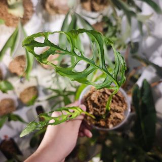 (Category: ) located in . Submitted by d.botanics (Listing ID 1463792780, Image 1). Description: .