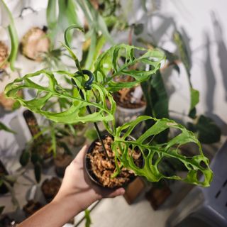 (Category: ) located in . Submitted by d.botanics (Listing ID 1463792292, Image 1). Description: .