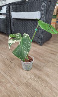 (Category: ) located in . Submitted by leafhappily (Listing ID 1463767937, Image 1). Description: .