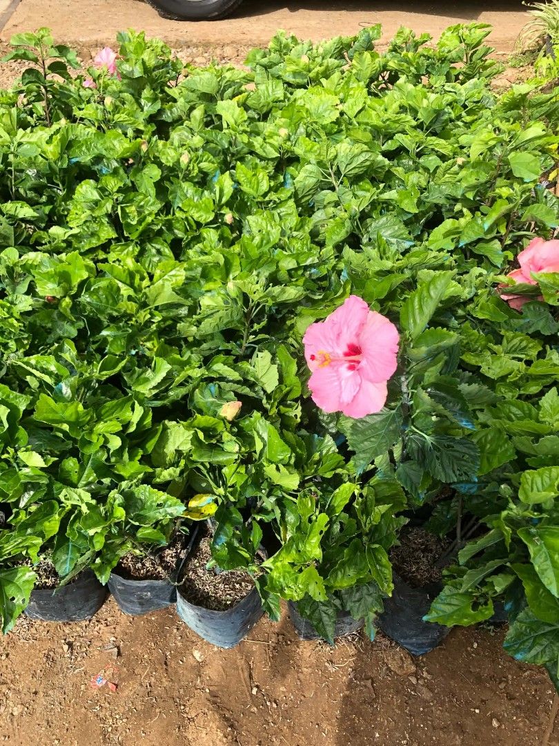 Mums hydrangea gumamela azalea orchids (Category: Plants & Seeds) located in Quezon City. Submitted by amazingmaria3680 (Listing ID 1463932807, Image 2). Description: .