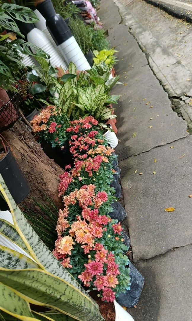 Mums hydrangea gumamela azalea orchids (Category: Plants & Seeds) located in Quezon City. Submitted by amazingmaria3680 (Listing ID 1463932807, Image 1). Description: .
