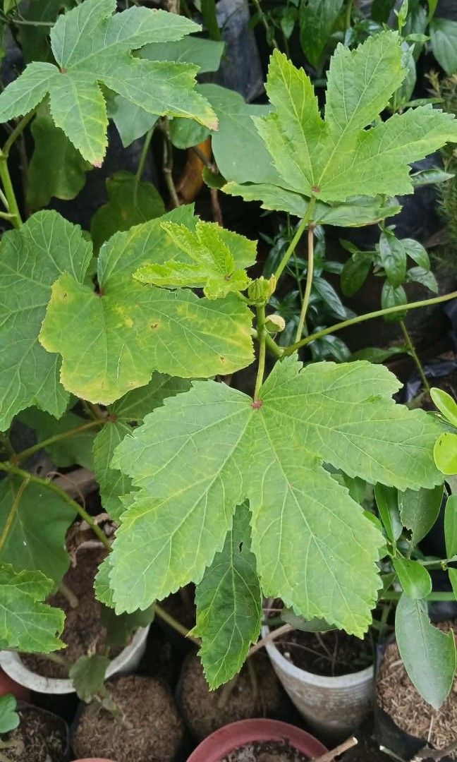Okra talong kamatis (Category: Plants & Seeds) located in Quezon City. Submitted by amazingmaria3680 (Listing ID 1463932781, Image 1). Description: .