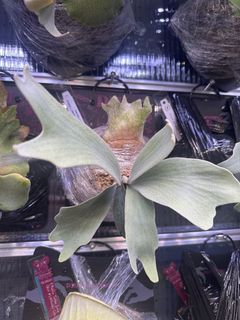 （分類：）位於 。 由 diuplatycerium_snicker 提交（商品編號 1463817599，圖片 1）。簡介： 。