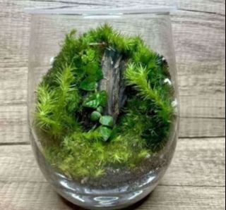 (Category: ) located in . Submitted by lushglassdoor (Listing ID 1463887698, Image 1). Description: .