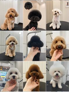 Dog Grooming 🐩 Collection item 2