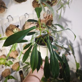 (Category: ) located in . Submitted by d.botanics (Listing ID 1463796078, Image 1). Description: .