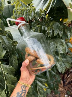 （分類：）位於 。 由 bakul849 提交（商品編號 1463928746，圖片 1）。簡介： 。