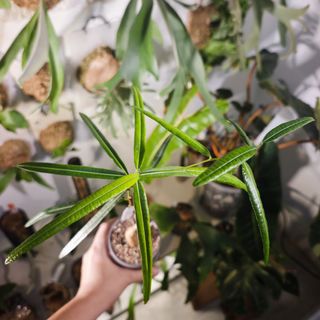 (Category: ) located in . Submitted by d.botanics (Listing ID 1463794779, Image 1). Description: .