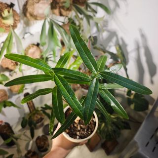 (Category: ) located in . Submitted by d.botanics (Listing ID 1463795022, Image 1). Description: .