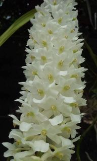 Other Orchid species and hybrids Collection item 1