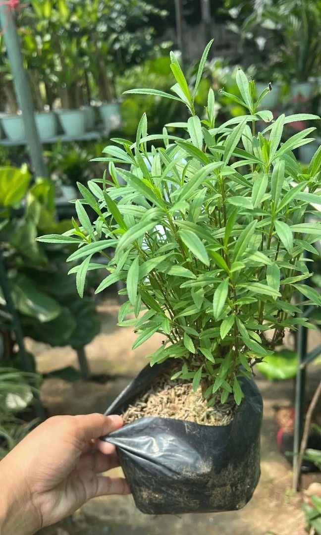 Rosemary citronella grass dill thai basil (Category: Plants & Seeds) located in Quezon City. Submitted by amazingmaria3680 (Listing ID 1463932979, Image 1). Description: .