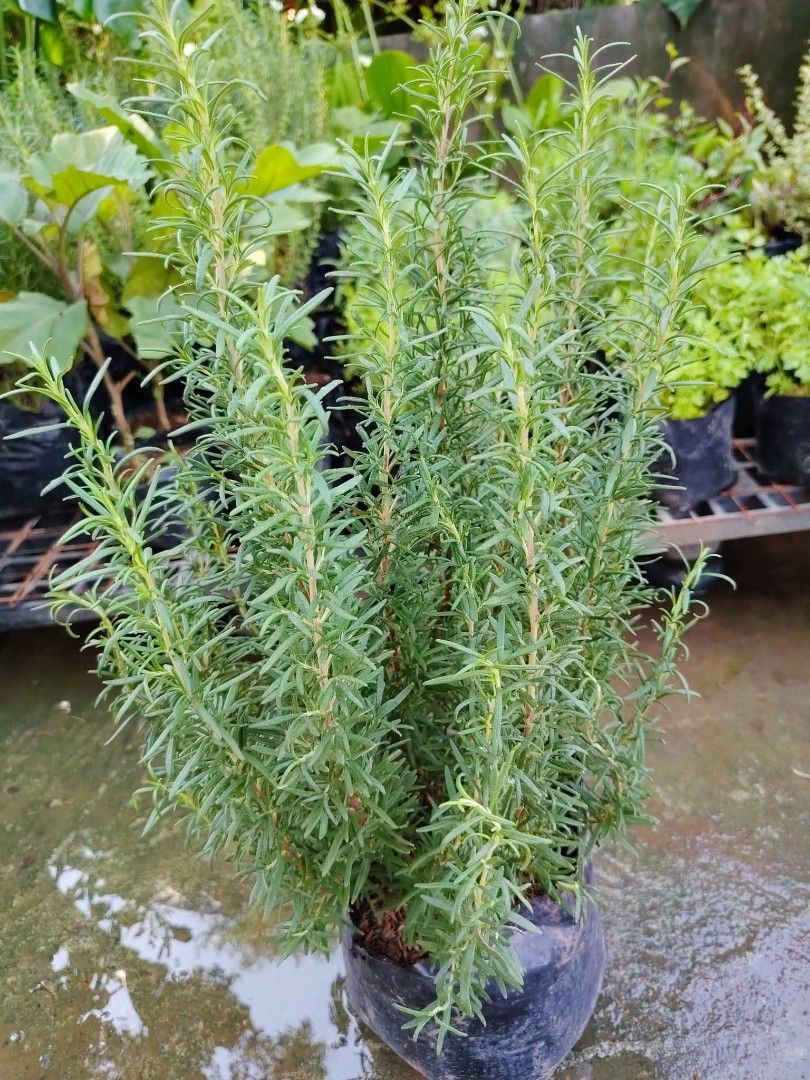 Rosemary citronella grass dill thai basil (Category: Plants & Seeds) located in Quezon City. Submitted by amazingmaria3680 (Listing ID 1463932979, Image 2). Description: .