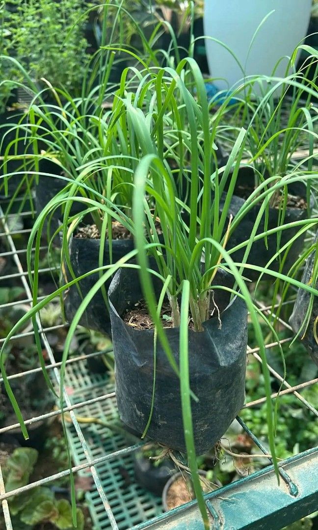 Rosemary citronella grass dill thai basil (Category: Plants & Seeds) located in Quezon City. Submitted by amazingmaria3680 (Listing ID 1463932979, Image 3). Description: .