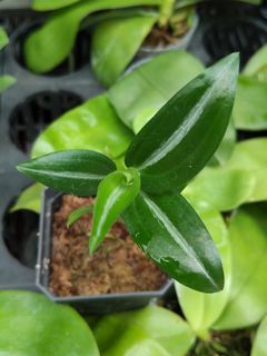 Miniature Orchids Collection item 1