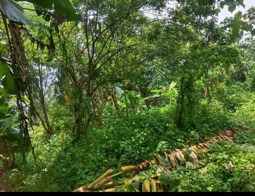 2000sqm lot for sale (Category: Lot) located in Dasmarinas. Submitted by pure.endeavorshop867 (Listing ID 1463982788, Image 1). Description: Lot for sale. Bry. Aguado trece martires cavite. 2000 sqm. Luwag 23 sqm. Haba. 87 meters. 30 meters ang layo ng lupa mula brgy road. May sariling rigth of way. Clean title update amilyar. Direct owner 3Million clean.