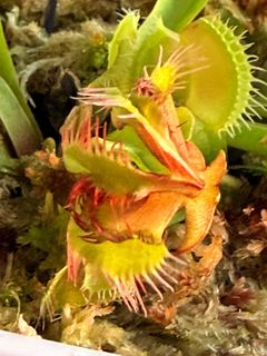 （分類：）位於 。 由 hkplanta 提交（商品編號 1464077630，圖片 1）。簡介： 。