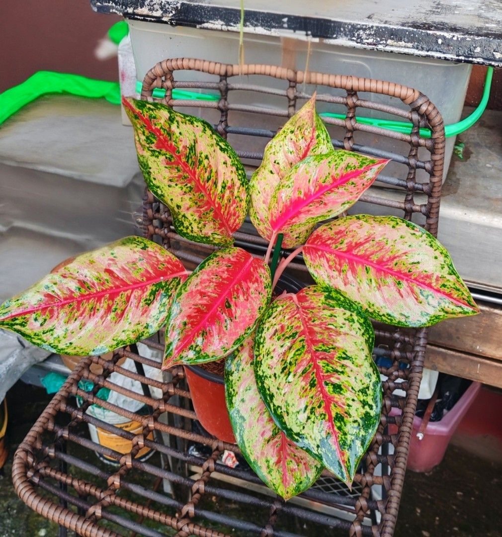 Aglaonema 10 karats (Category: Plants & Seeds) located in Quezon City. Submitted by plantcorner (Listing ID 1464043493, Image 1). Description: Price posted Loc pasong tamo qc po.