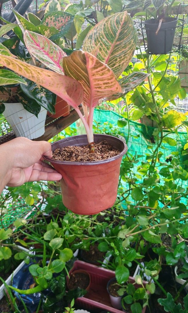 Aglaonema kresna rare (Category: Plants & Seeds) located in Quezon City. Submitted by plantcorner (Listing ID 1464043678, Image 2). Description: .