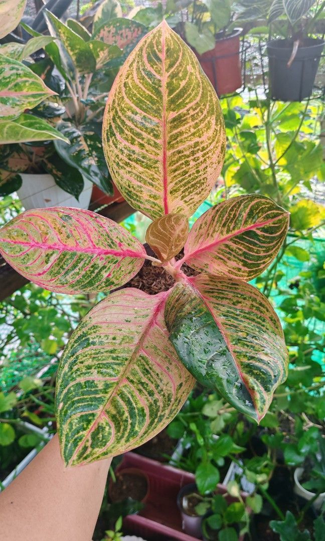 Aglaonema kresna rare (Category: Plants & Seeds) located in Quezon City. Submitted by plantcorner (Listing ID 1464043678, Image 1). Description: .