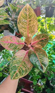(Category: ) located in . Submitted by plantcorner (Listing ID 1464043678, Image 1). Description: .