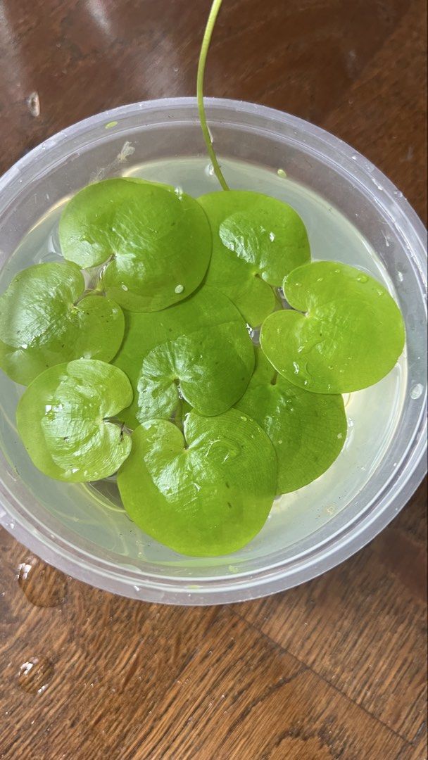 Amazon Frogbit (Category: Plants & Seeds) located in Singapore. Submitted by goldenfalcon_b6b5e6 (Listing ID 1463958000, Image 1). Description: Beautiful floating plant that has big round green leaves, looks similar to a lily pad but it doesn’t need any soil. Easy to maintain and grow, has long roots which shrimps love Also looks amazing and can grow quite big as shown in the last picture $2 for a containers worth ( 12cm in diameter) as shown in 