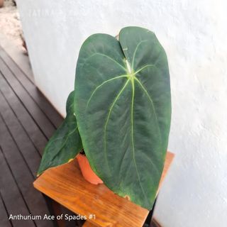 (Category: ) located in . Submitted by fatinaplants (Listing ID 1463941452, Image 1). Description: .