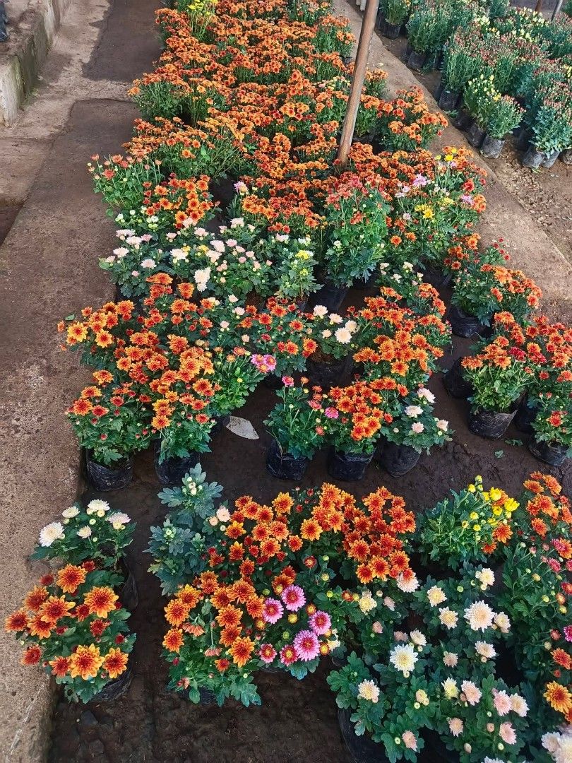 Assorted Malaysian mums 🌷 (Category: Plants & Seeds) located in Quezon City. Submitted by amazingmaria3680 (Listing ID 1463947705, Image 2). Description: .