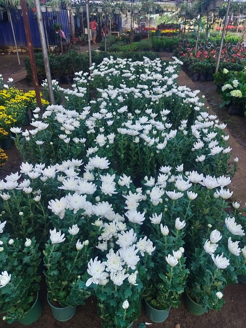 Assorted Malaysian mums 🌷 (Category: Plants & Seeds) located in Quezon City. Submitted by amazingmaria3680 (Listing ID 1463947705, Image 1). Description: .