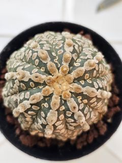(Category: ) located in . Submitted by all4cactus (Listing ID 1463959919, Image 1). Description: .