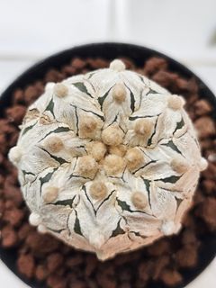 (Category: ) located in . Submitted by all4cactus (Listing ID 1463960198, Image 1). Description: .