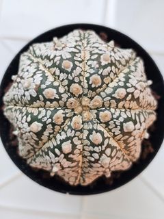 (Category: ) located in . Submitted by all4cactus (Listing ID 1463979479, Image 1). Description: .