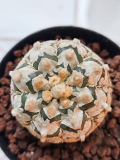 (Category: ) located in . Submitted by all4cactus (Listing ID 1463980026, Image 1). Description: .
