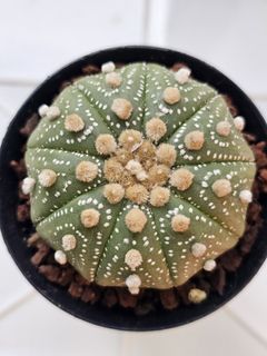 (Category: ) located in . Submitted by all4cactus (Listing ID 1463960872, Image 1). Description: .
