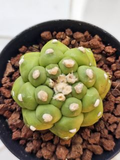 (Category: ) located in . Submitted by all4cactus (Listing ID 1463961058, Image 1). Description: .