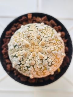 (Category: ) located in . Submitted by all4cactus (Listing ID 1463959649, Image 1). Description: .