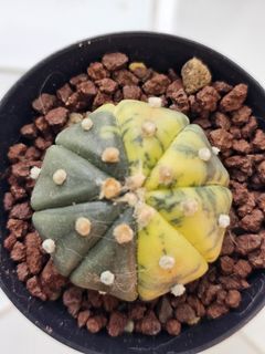 (Category: ) located in . Submitted by all4cactus (Listing ID 1463960636, Image 1). Description: .