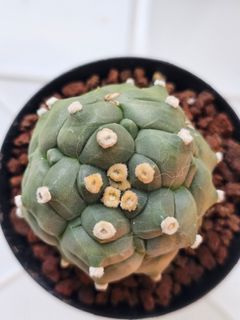 (Category: ) located in . Submitted by all4cactus (Listing ID 1463960399, Image 1). Description: .