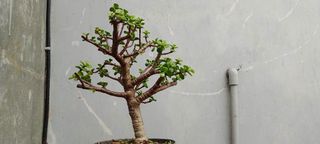 (Category: ) located in . Submitted by sindo.sg (Listing ID 1463985410, Image 1). Description: .