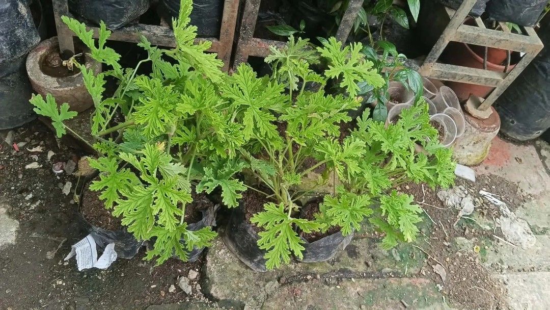 Citronella malvarosa 🪴 (Category: Plants & Seeds) located in Quezon City. Submitted by amazingmaria3680 (Listing ID 1463978381, Image 2). Description: lushed healthy and stable ✅ effective subok na ng marami 👌 anti mosquito repellent plants 🪴 citronella malvarosa 🪴.