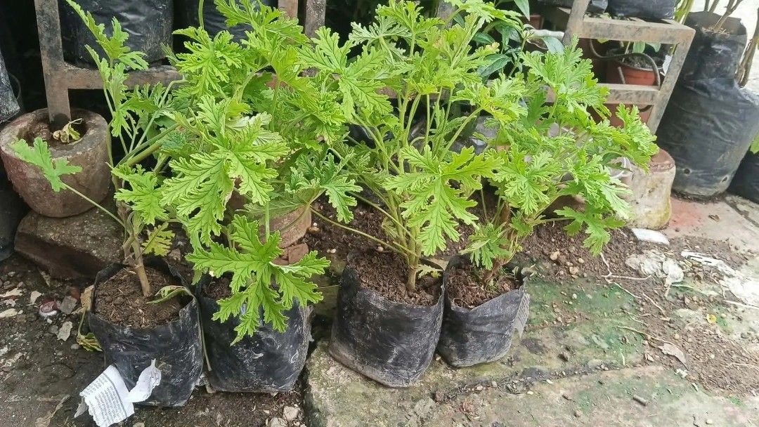 Citronella malvarosa 🪴 (Category: Plants & Seeds) located in Quezon City. Submitted by amazingmaria3680 (Listing ID 1463978381, Image 1). Description: lushed healthy and stable ✅ effective subok na ng marami 👌 anti mosquito repellent plants 🪴 citronella malvarosa 🪴.