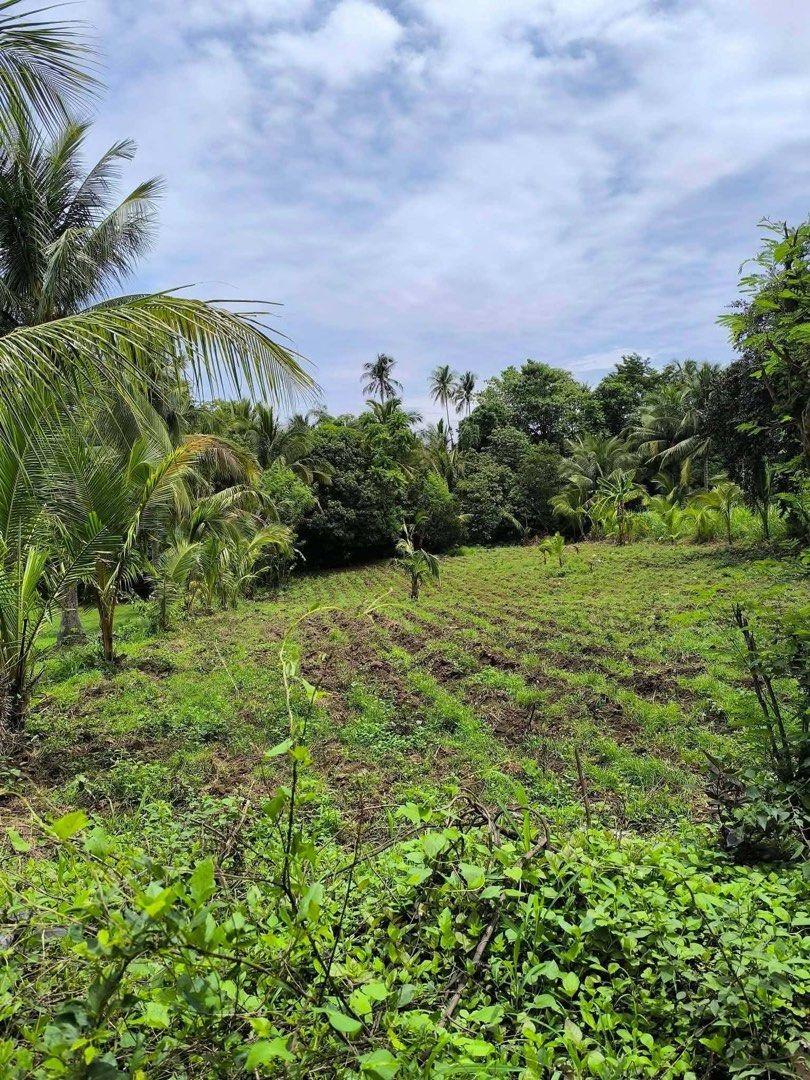 FARM/RESIDENTIAL LAND BATANGAS (Category: Lot) located in Paranaque City. Submitted by jmtlg (Listing ID 1464013554, Image 1). Description: 📍 2,500 sqm | Flat Land (100%) BATANGAS 📄 Clean Title, updated tax declaration 🛣️ Concrete road, 200m from Barangay main road 💧⚡ Water and electricity available 🏙️ 10–15 minutes to town proper PM for faster transaction. May kakilala o interesado bang mag-invest sa Farm/Residential Lot? Available Lots – C