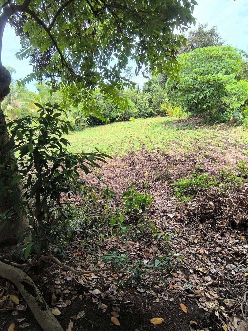 FARM/RESIDENTIAL LAND BATANGAS (Category: Lot) located in Paranaque City. Submitted by jmtlg (Listing ID 1464013554, Image 2). Description: 📍 2,500 sqm | Flat Land (100%) BATANGAS 📄 Clean Title, updated tax declaration 🛣️ Concrete road, 200m from Barangay main road 💧⚡ Water and electricity available 🏙️ 10–15 minutes to town proper PM for faster transaction. May kakilala o interesado bang mag-invest sa Farm/Residential Lot? Available Lots – C