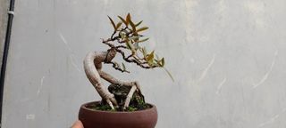 (Category: ) located in . Submitted by sindo.sg (Listing ID 1463986582, Image 1). Description: .