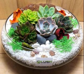 (Category: ) located in . Submitted by lushglassdoor (Listing ID 1463993921, Image 1). Description: .