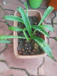 (Category: ) located in . Submitted by plantsetc (Listing ID 1463944965, Image 1). Description: .