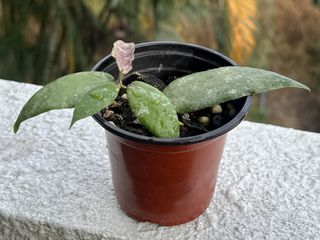 （分類：）位於 。 由 ltplants 提交（商品編號 1464096137，圖片 1）。簡介： 。
