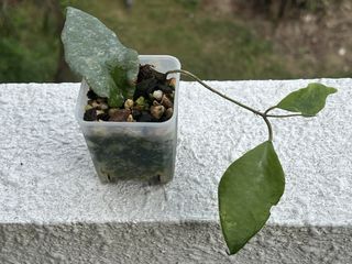 （分類：）位於 。 由 ltplants 提交（商品編號 1464096368，圖片 1）。簡介： 。